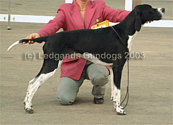 RDCC & 1st Open Dog